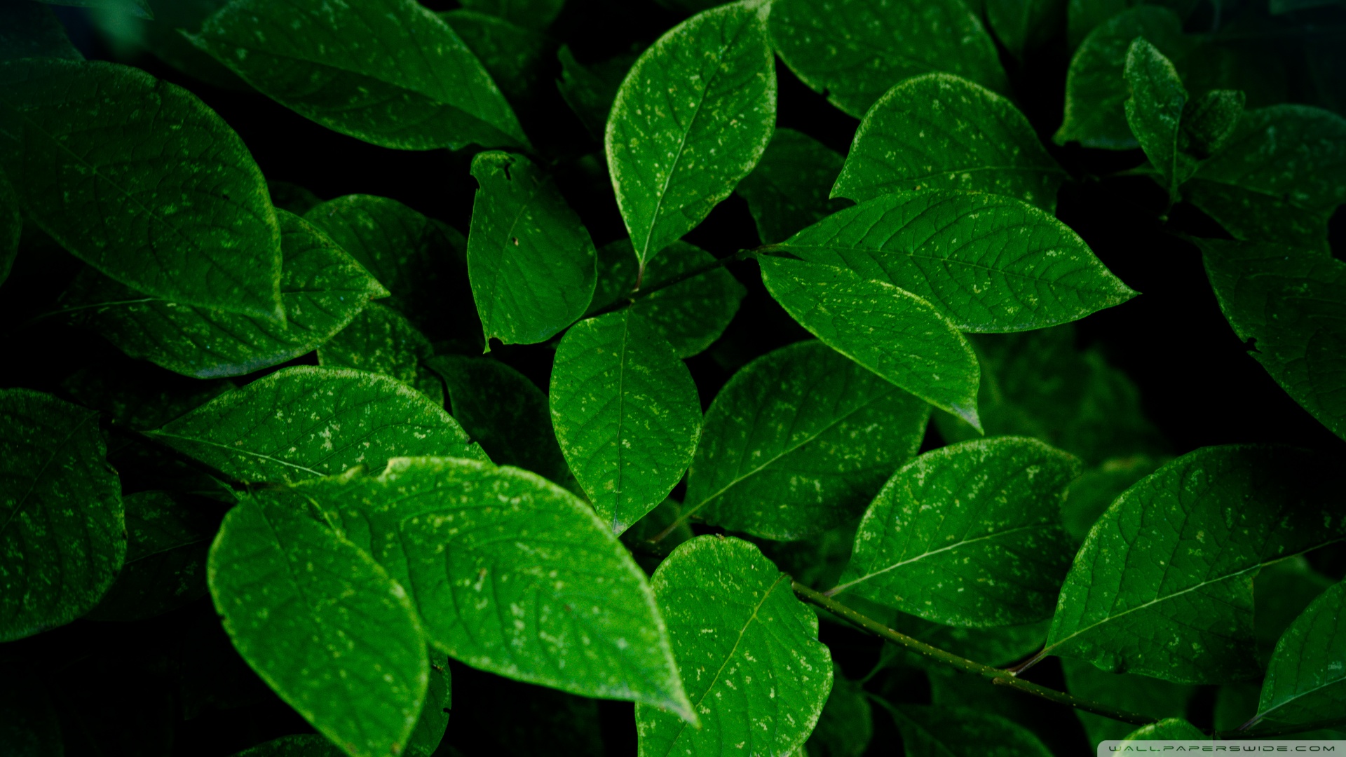 2025 Green Leaves